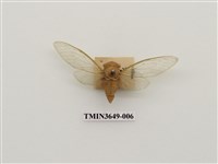 藏品(薄翅蟬)的圖片